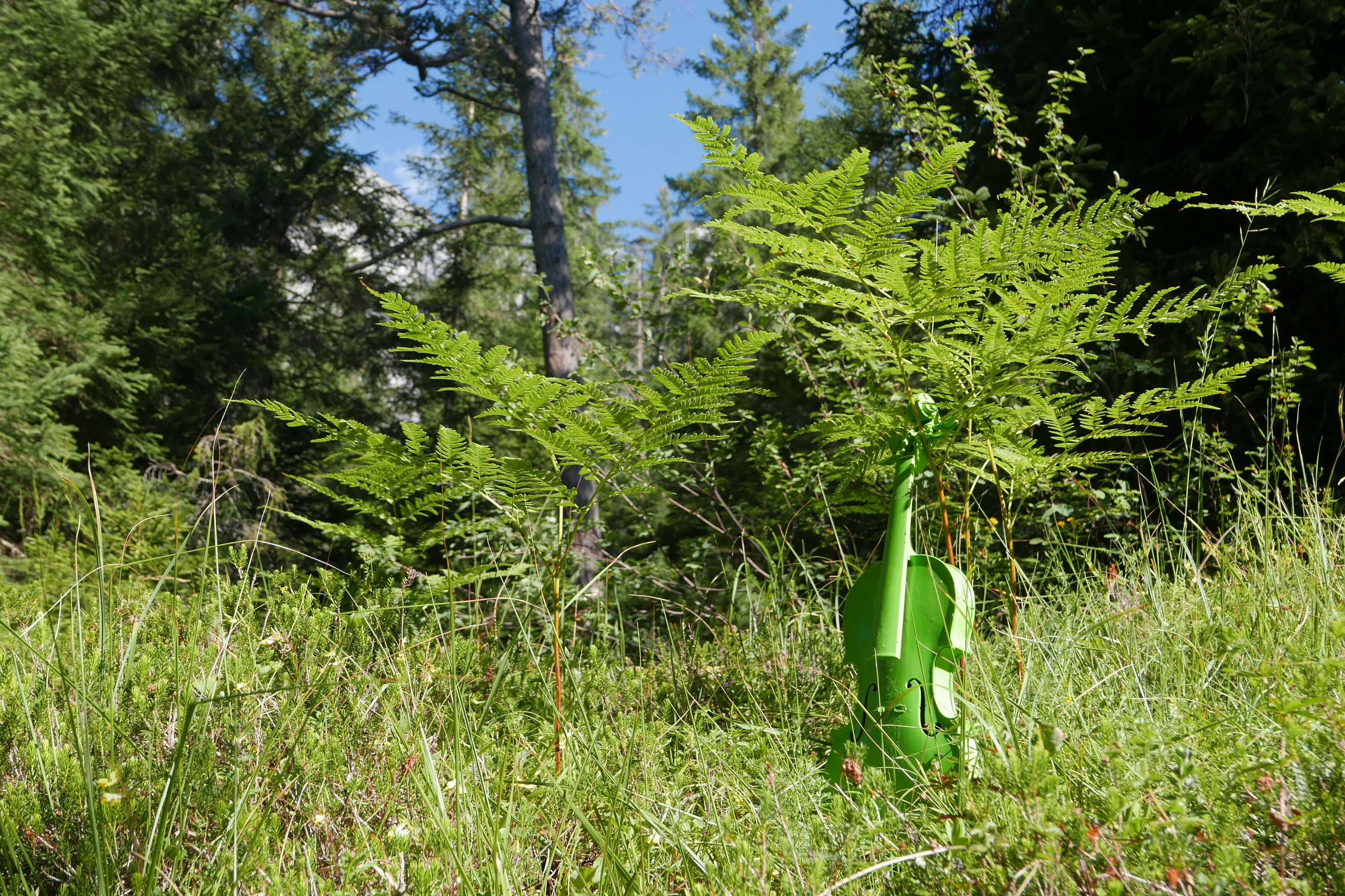 titleGrüne Geige im Fidazer Wald, Juli 2019